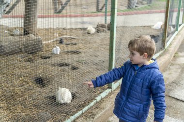Küçük çocuk hayvanat bahçesinde bunnies kontrol