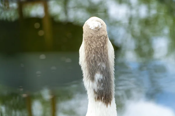 Tillbaka vy över ett gåshuvud — Stockfoto