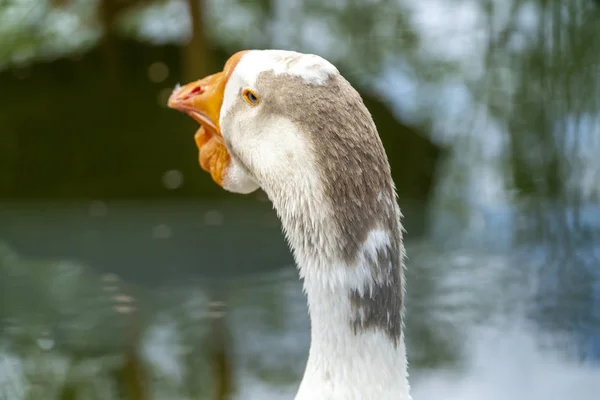 Tillbaka vy över ett gåshuvud — Stockfoto