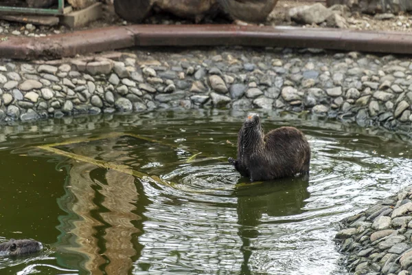 地面に大きなネズミ — ストック写真