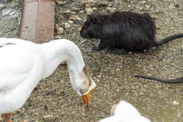 Goose and nutria in the same area — Stock Photo, Image