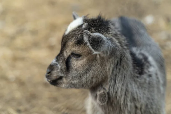 Small baby goat portrait — Stock Photo, Image