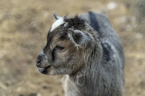 Small baby goat portrait — Stock Photo, Image