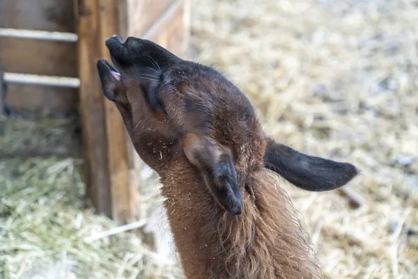 Lama cub back head — Stock Photo, Image