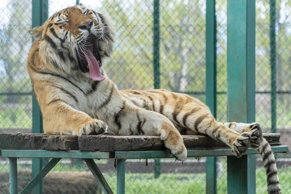 Tigre bocejo em uma plataforma de madeira — Fotografia de Stock