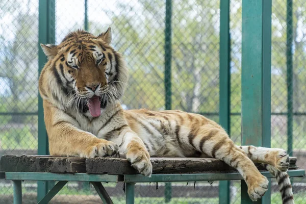 Tiger ziewanie na drewnianej platformie — Zdjęcie stockowe