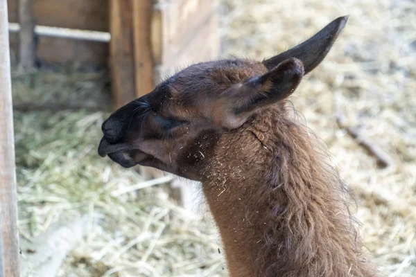 Lama cub back head — Stock Photo, Image
