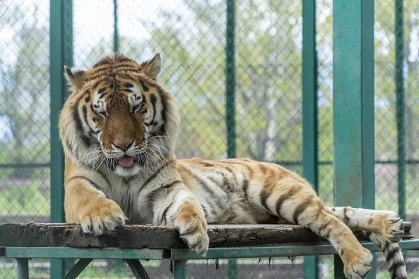 Tigre descansando em uma plataforma de madeira — Fotografia de Stock