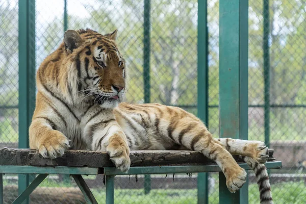Tigre descansando em uma plataforma de madeira — Fotografia de Stock