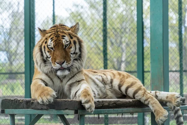 老虎躺在木制平台上 免版税图库图片