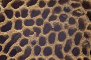 Mantar yüzeyi aşırı makro arka plan