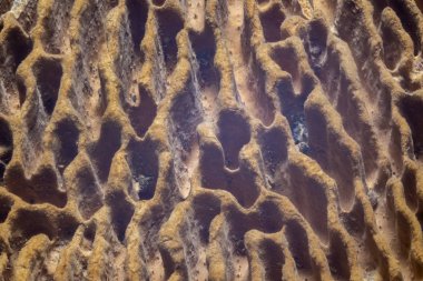 Mantar yüzeyi aşırı makro arka plan