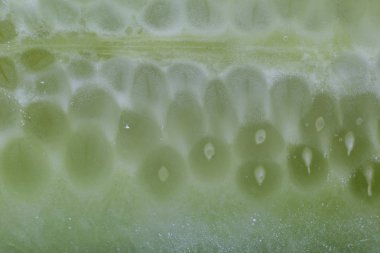 Letuce kesit ilerlik makro arka plan