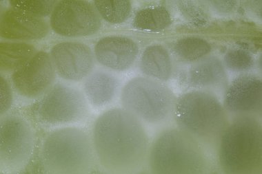 Letuce kesit ilerlik makro arka plan