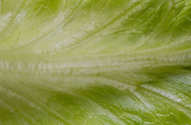 Letuce yaprak aşırı makro arka plan