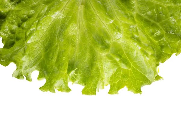 Letuce Leaf Extreme makro bakgrund — Stockfoto