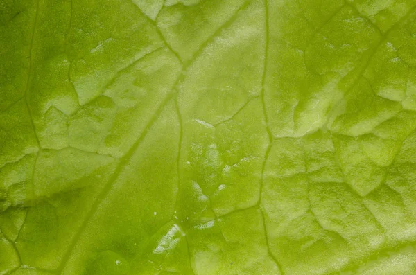 Letuce leaf extreme macro background — Stock Photo, Image