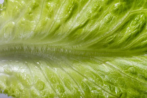 Letuce leaf extreme macro background — Stock Photo, Image