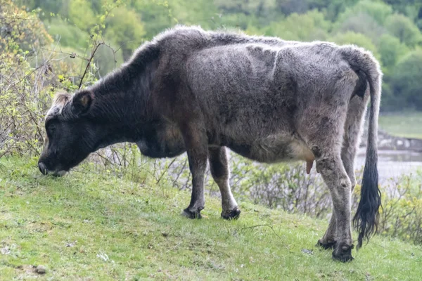 Vaca gris - raza bovina búlgara —  Fotos de Stock