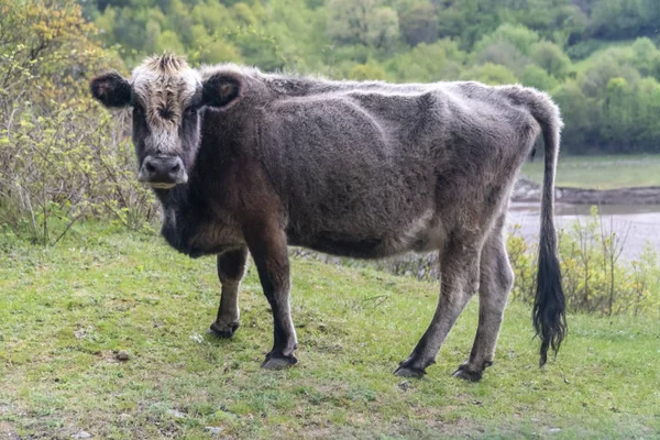 Vaca cinzenta - raça bovina búlgara — Fotografia de Stock