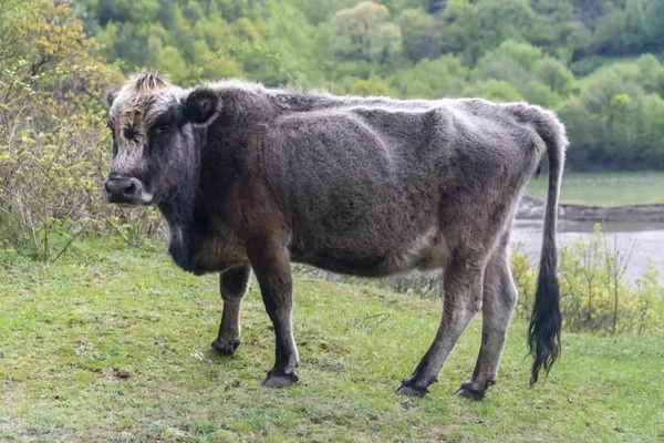 Vaca cinzenta - raça bovina búlgara — Fotografia de Stock