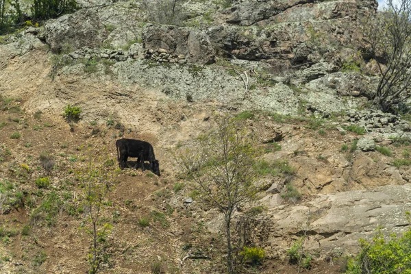 Vaca marrom - raça de gado búlgara — Fotografia de Stock