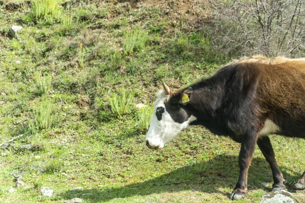 Bruine koe-Bulgaars veeras — Stockfoto