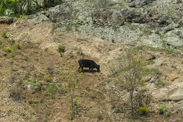 Vaca marrom - raça de gado búlgara — Fotografia de Stock