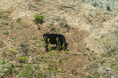 Kahverengi - bulgar sığır ırkı