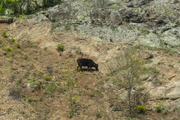 Vaca parda - raza bovina bulgara —  Fotos de Stock