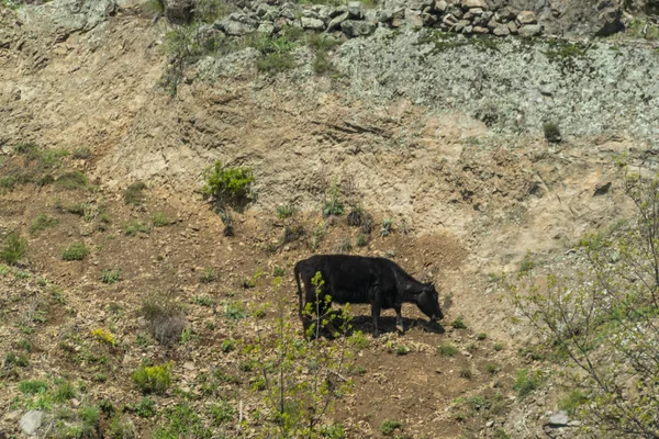 Vaca parda - raza bovina bulgara — Foto de Stock