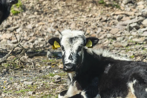 Zwart-Pied Cow-Bulgaars veeras — Stockfoto