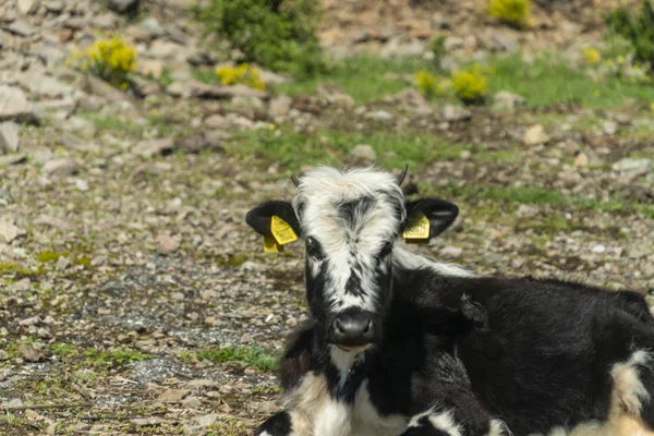 Black-pied cow - bulgarian cattle breed — Stock Photo, Image