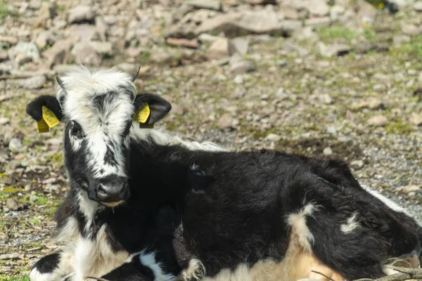 Black-pied cow - bulgarian cattle breed — Stock Photo, Image