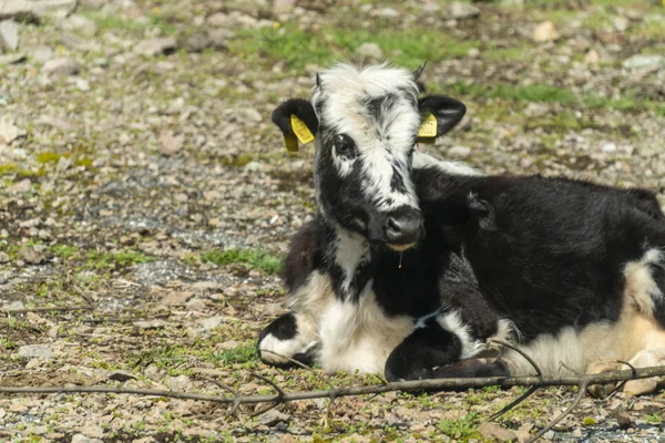 Black-pied cow - bulgarian cattle breed — Stock Photo, Image