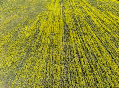Kolza tarlasındaki tabelalar. Yabancılar kavramı.