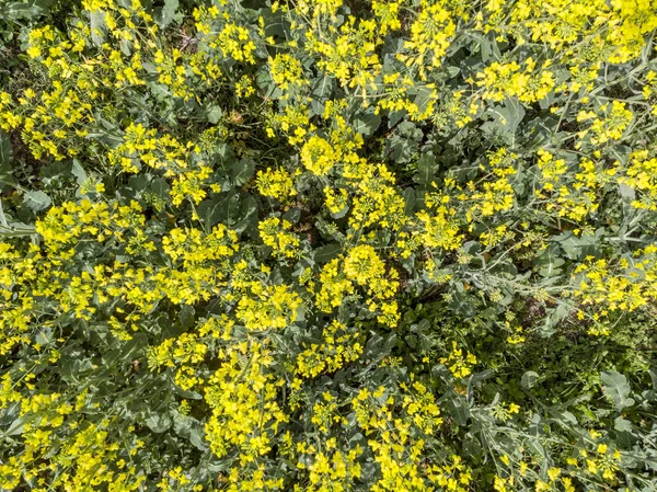 菜種の花のトップビュー — ストック写真