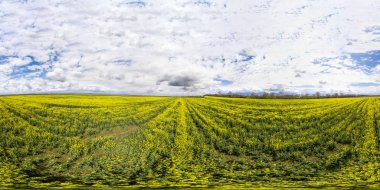 Kolza alanının 360 derece havadan panoraması