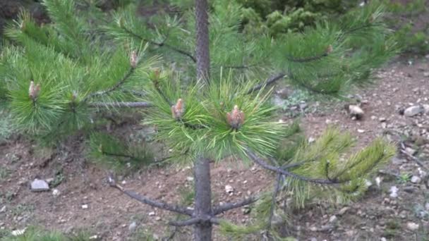 Fresh unripe pine cone close up — Stock Video