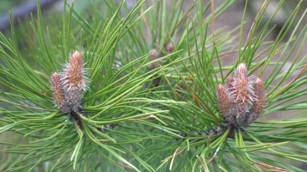 Fresh unripe pine cone close up — Stock Video