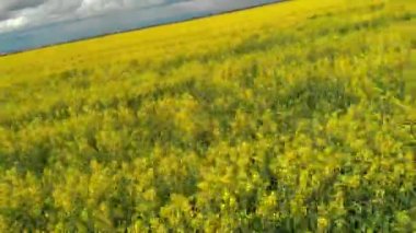 Kolza alanı üzerinde hızlı uçmak