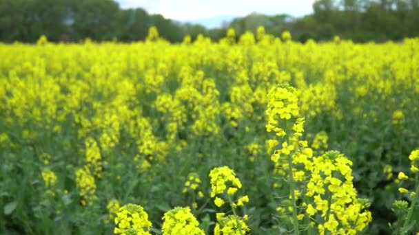 Closeup of rapeseed flower in a field — Stock Video
