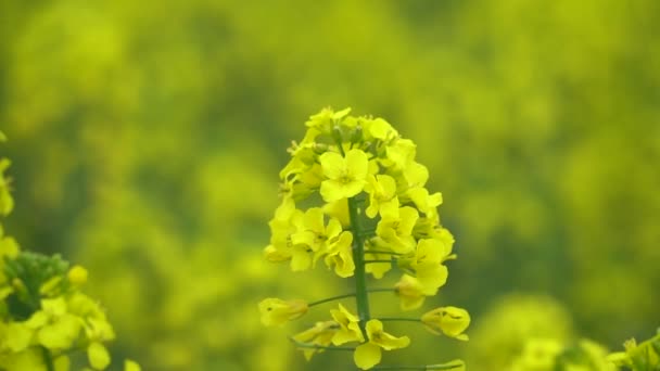 畑で菜種の花のクローズアップ — ストック動画