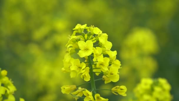Closeup of rapeseed flower in a field — Stock Video