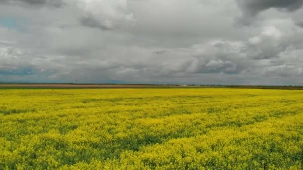 Швидко літає над полем ріпаку — стокове відео