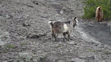 Dik bir tepede yabani dağ keçileri
