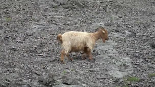 Chèvres de montagne sauvages sur une colline escarpée 