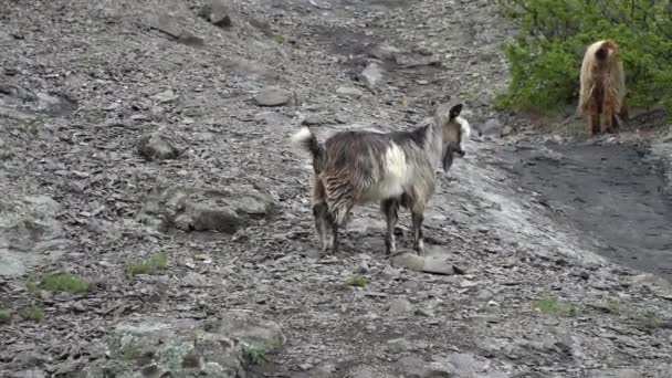 Chèvres de montagne sauvages sur une colline escarpée 