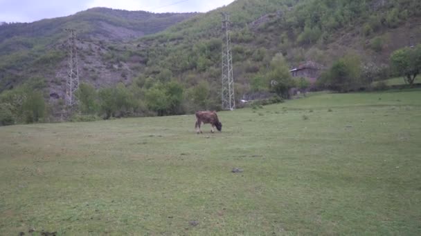 Black-pied cow - bulgarian cattle breed — Stock Video