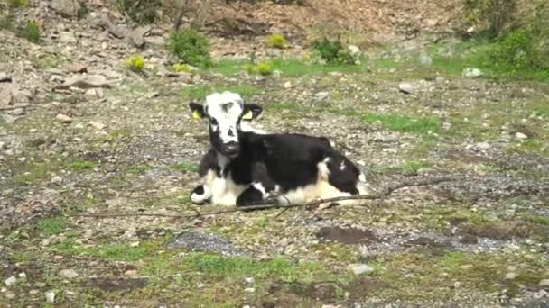 Чорно-строката корова-Болгарська порода великої рогатої худоби — стокове відео